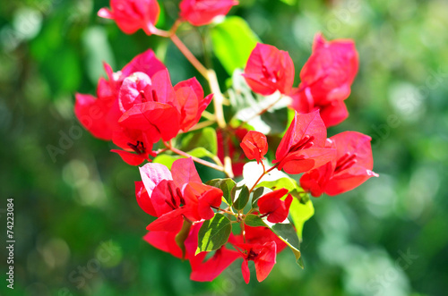 Bougainvillea flower Stock Photo | Adobe Stock