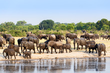 A Herd Of African Elephants Drinking At A Muddy Waterhole