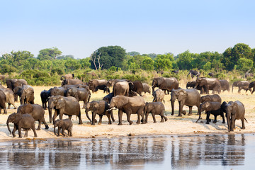 Wall Mural - a herd of african elephants drinking at a muddy waterhole