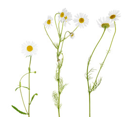 Wall Mural - three fine chamomile flowers on white