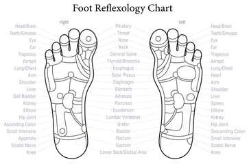 Wall Mural - Foot Reflexology Chart Outline