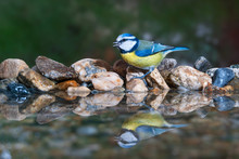 Blue Tit At Birdbath Drinking