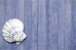 © JWS - shell on board  - illustration based on own photo image