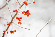Branch With Small Frozen Berries.