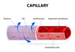 Capillary. blood vessel. labelled