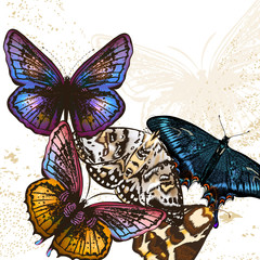 Wall Mural - Fashion butterfly background