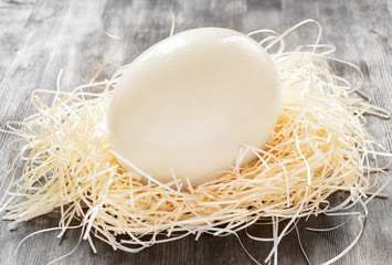 Ostrich egg in a nest