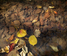 Autumn Leaves Sunlit On A Clear Water Creek
