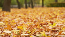 Autumn Leaves On Ground, Windy