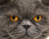 Fototapeta Zwierzęta - Kot brytyjski