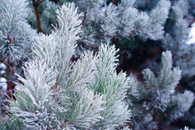 Pine Branches Covered With Hoarfrost