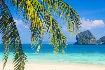 Poster - Palms Overhanging Green View