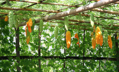 Bitter gourd hanging on vegetable tunnel