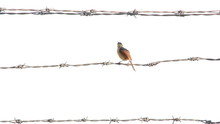 Bird Sitting On Barbed Wire