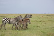 Masai Mara - Zebrafamilie mit Jungtieren