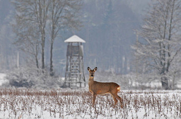 Wall Mural - Roe deer in winter with hunting tower in the background