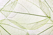 © Africa Studio - Decorative skeleton leaves background