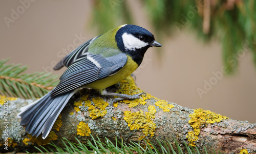 Fototapeta na wymiar Great Tit and Christmas Tree