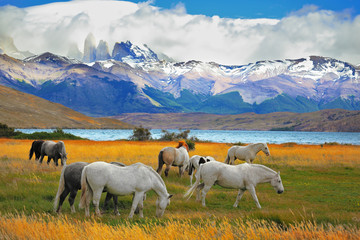 Wall Mural - Horses grazing in a meadow