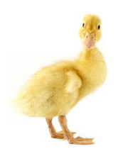 Funny Yellow Duckling