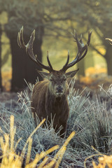 Fototapete - Red deer