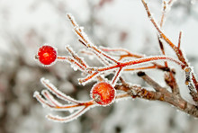 Rowan Berries Covered With Hoarfrost