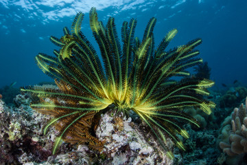 Wall Mural - Vibrant Feather Star