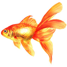 Gold Fish. Isolated On The White