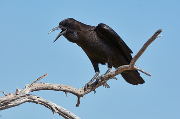 Poster - Black crow