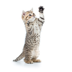 playful funny kitten looking up. isolated on white background