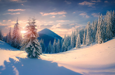 Beautiful winter sunrise with snow covered trees in the mountain