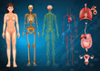 © blueringmedia - Human body systems