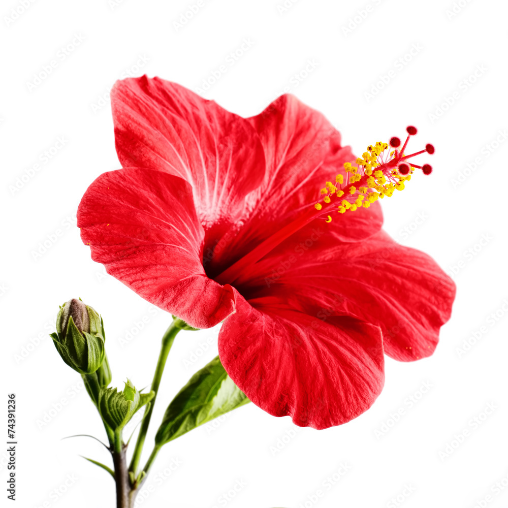 Fond De Hotte En Verre Imprimé Hibiscus Nikkel Artfr