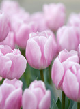 Fototapeta Tulipany - Many pale magenta tulips growing under the spring sunshine