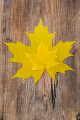 Two Yellow Maple Leaf Lying on a Wooden Board