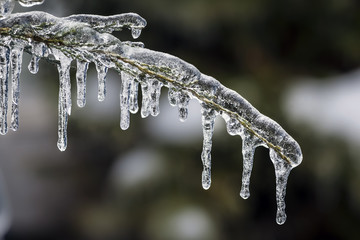 Wall Mural - Icicles on winter branch