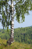 Fototapeta Sawanna - birch grove in the Urals
