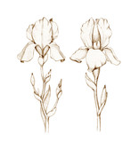 Pencil drawing of iris flower