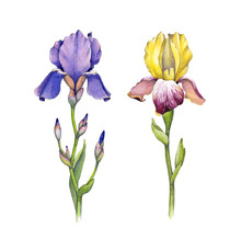 Watercolor Iris Flowers Illustration On A White Background