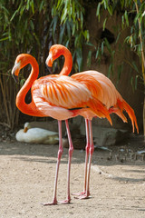 Naklejka widok flamingo natura słońce zwierzę