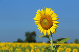 Fototapeta Kwiaty - sunflower in field
