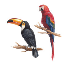 Toucan And Parrot Drawings