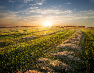 Wall Mural - Field of cut grass