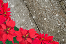 Red Poinsettia And Snow