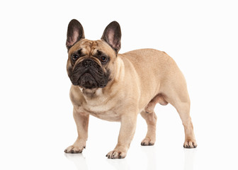 French bulldog puppy on white background