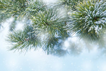 Pine Tree Covered With Frost