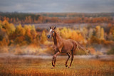 Fototapeta Konie - The Russian Don  horse