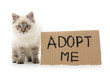 Kitty asking for adoption