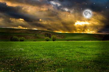 Wall Mural - flower field in the night.