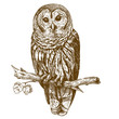 Engraving antique illustration of owl
